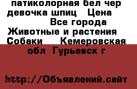 патиколорная бел/чер девочка шпиц › Цена ­ 15 000 - Все города Животные и растения » Собаки   . Кемеровская обл.,Гурьевск г.